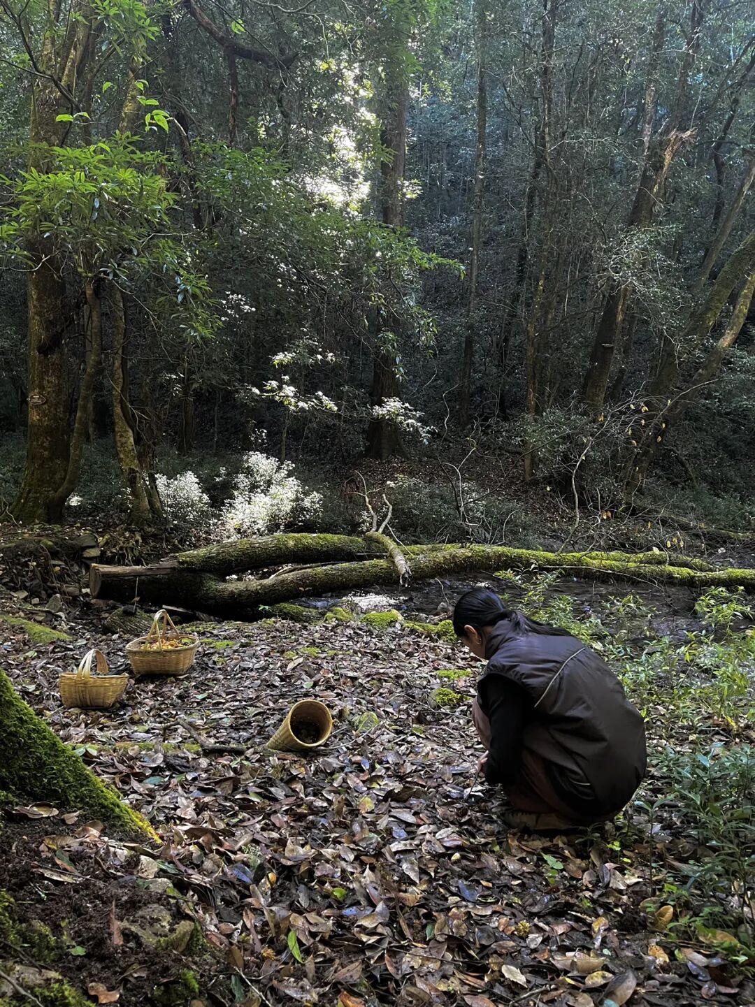 燕子的木莲花之旅