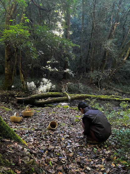 燕子的木莲花之旅