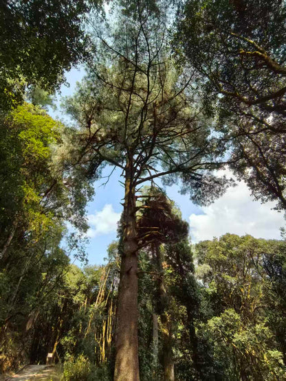 燕子的木莲花之旅