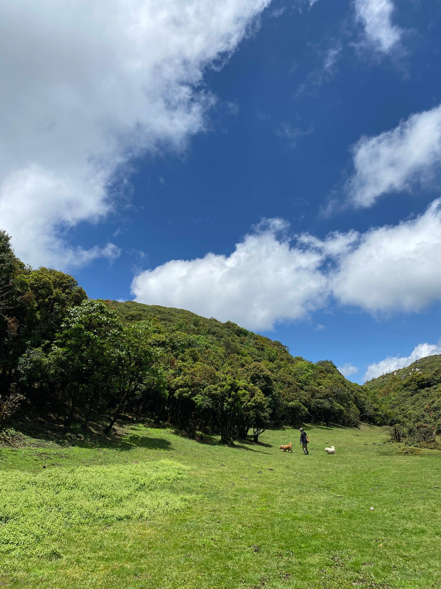 Hanhan's Ailao Mountain Forest Hike (2-day trip)