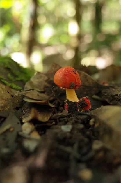 燕子的木莲花之旅