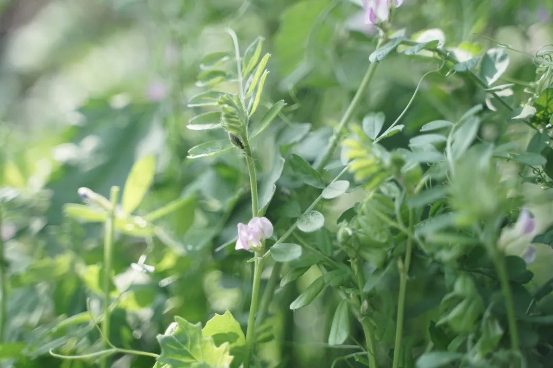 山脚散步采野菜，做天妇罗