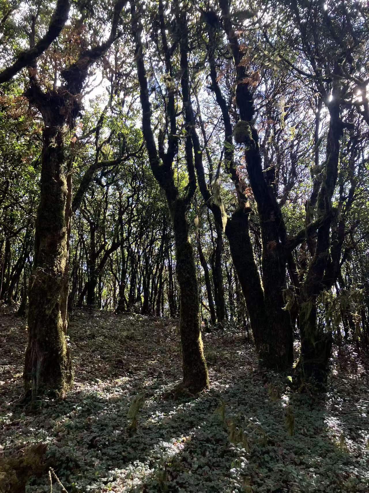 云之山脊 ｜ 徒步在大理的原始森林