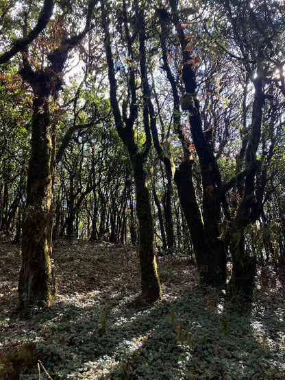 云之山脊 ｜ 徒步在大理的原始森林