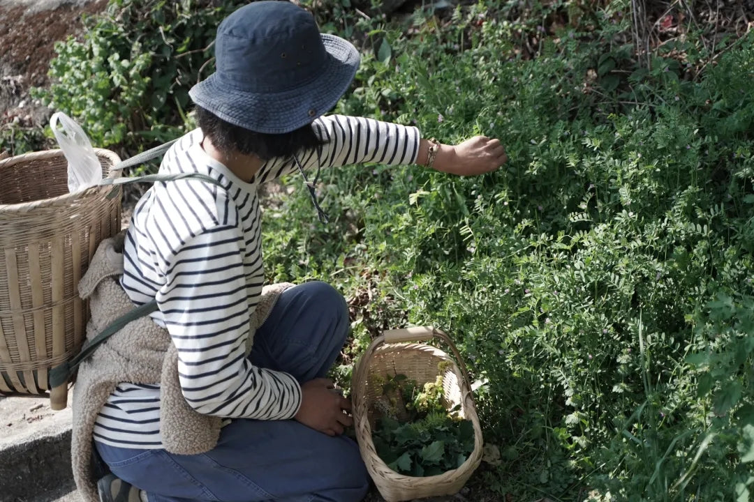 山脚散步采野菜，做天妇罗