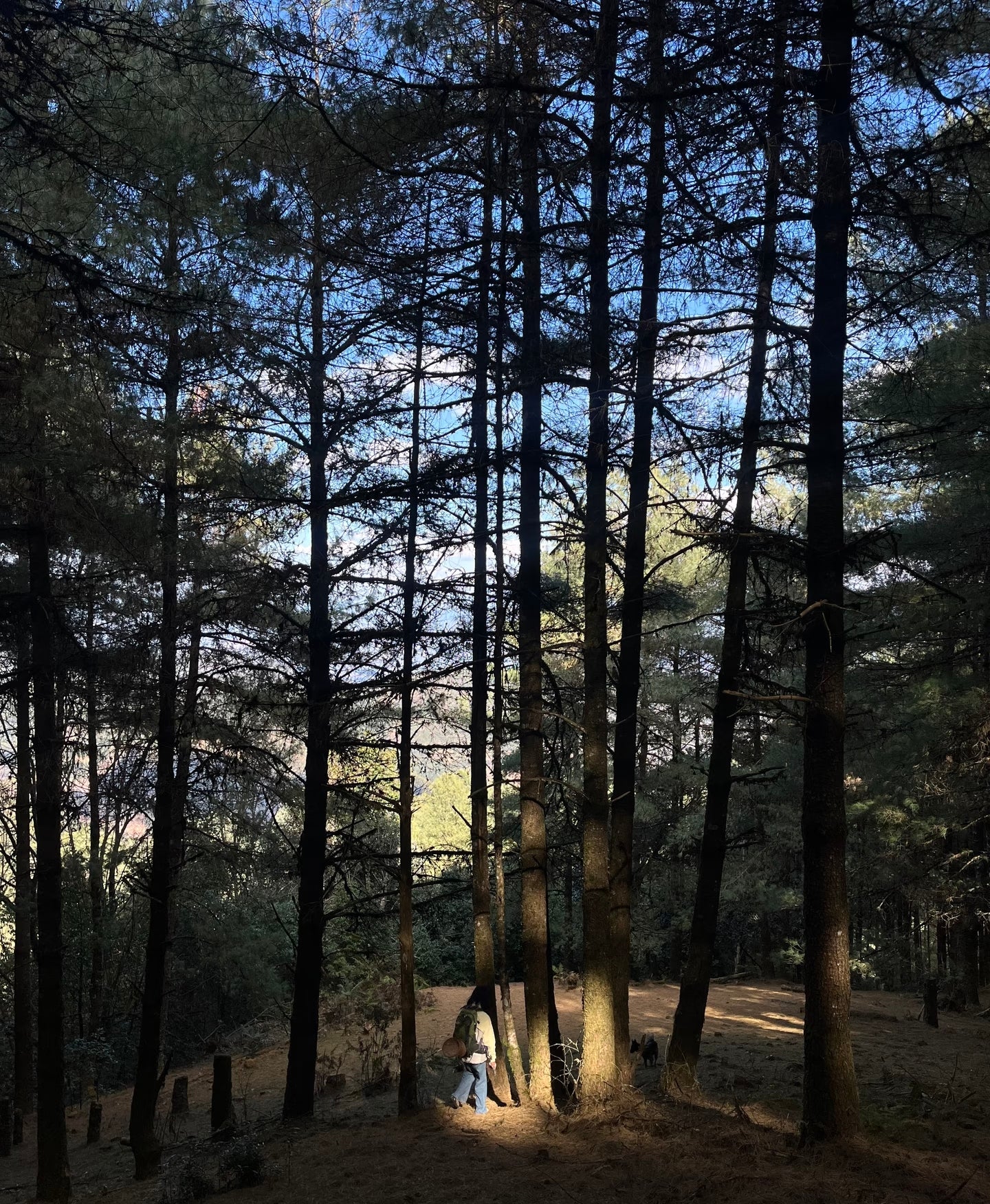 云之山脊 ｜ 徒步在大理的原始森林