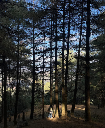 云之山脊 ｜ 徒步在大理的原始森林