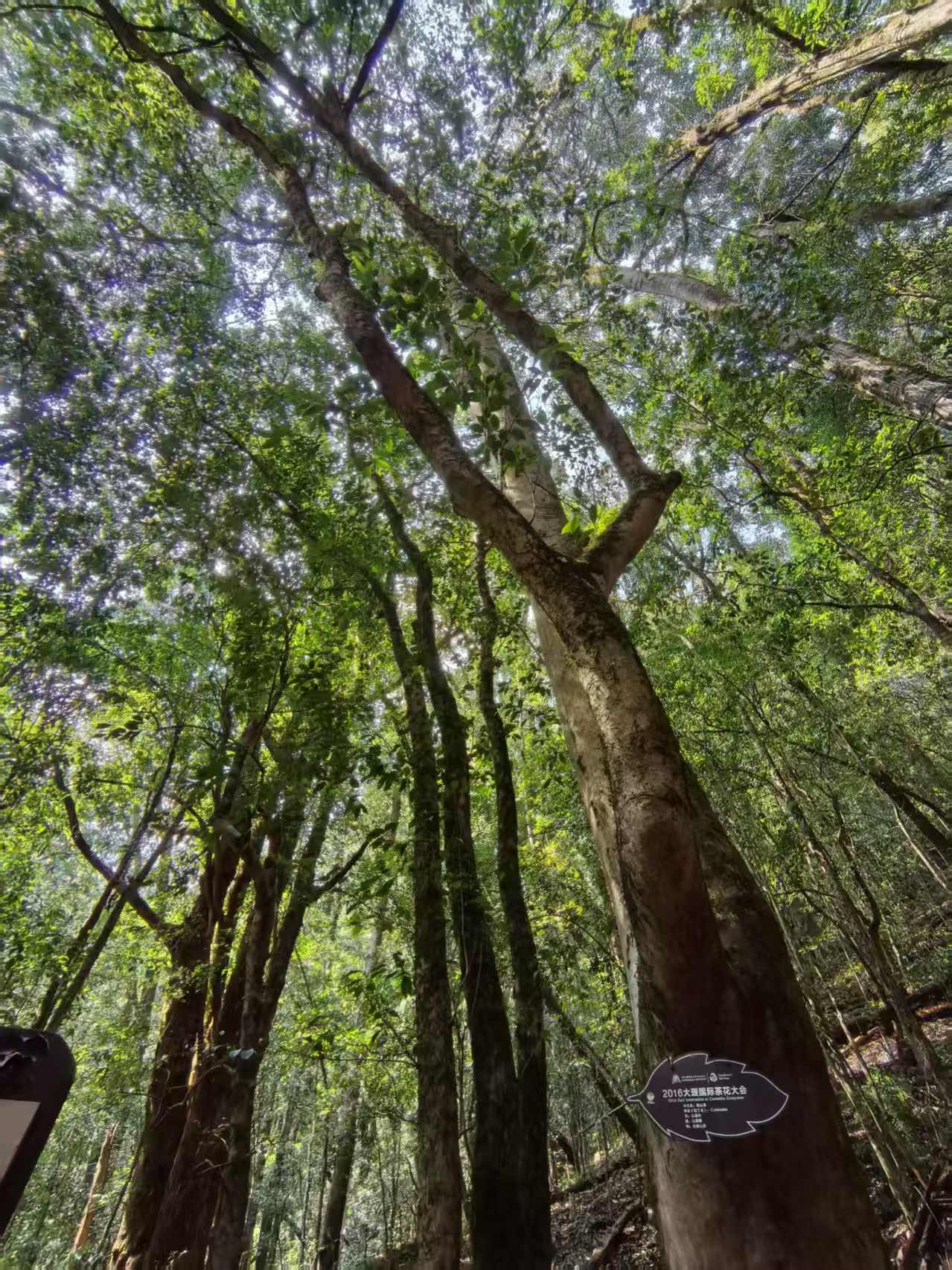 燕子的木莲花之旅