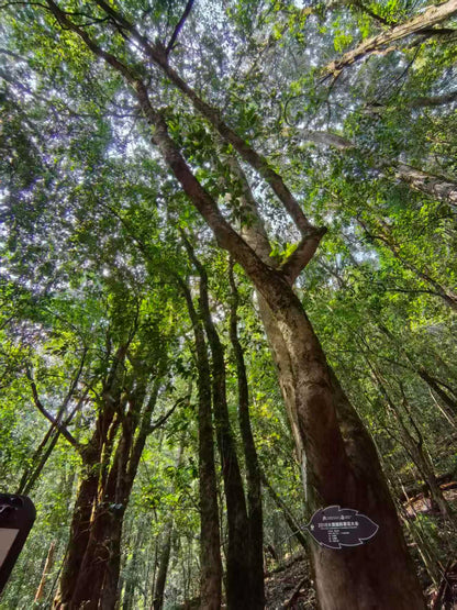 燕子的木莲花之旅