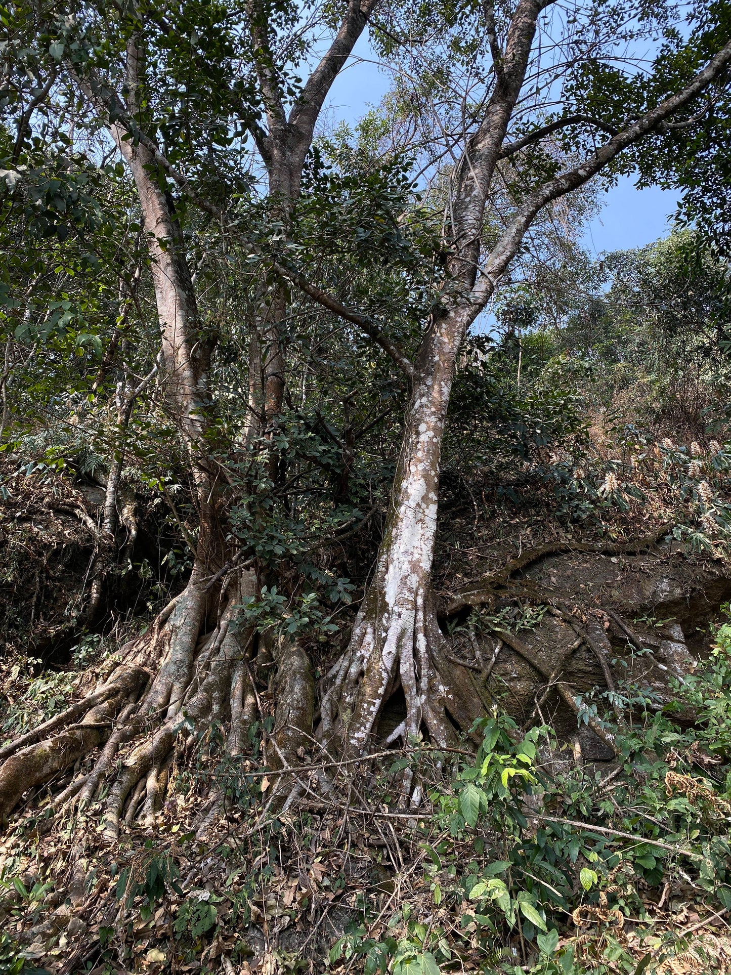 怒江2日旅行｜咖啡晒场 南部边境 温泉