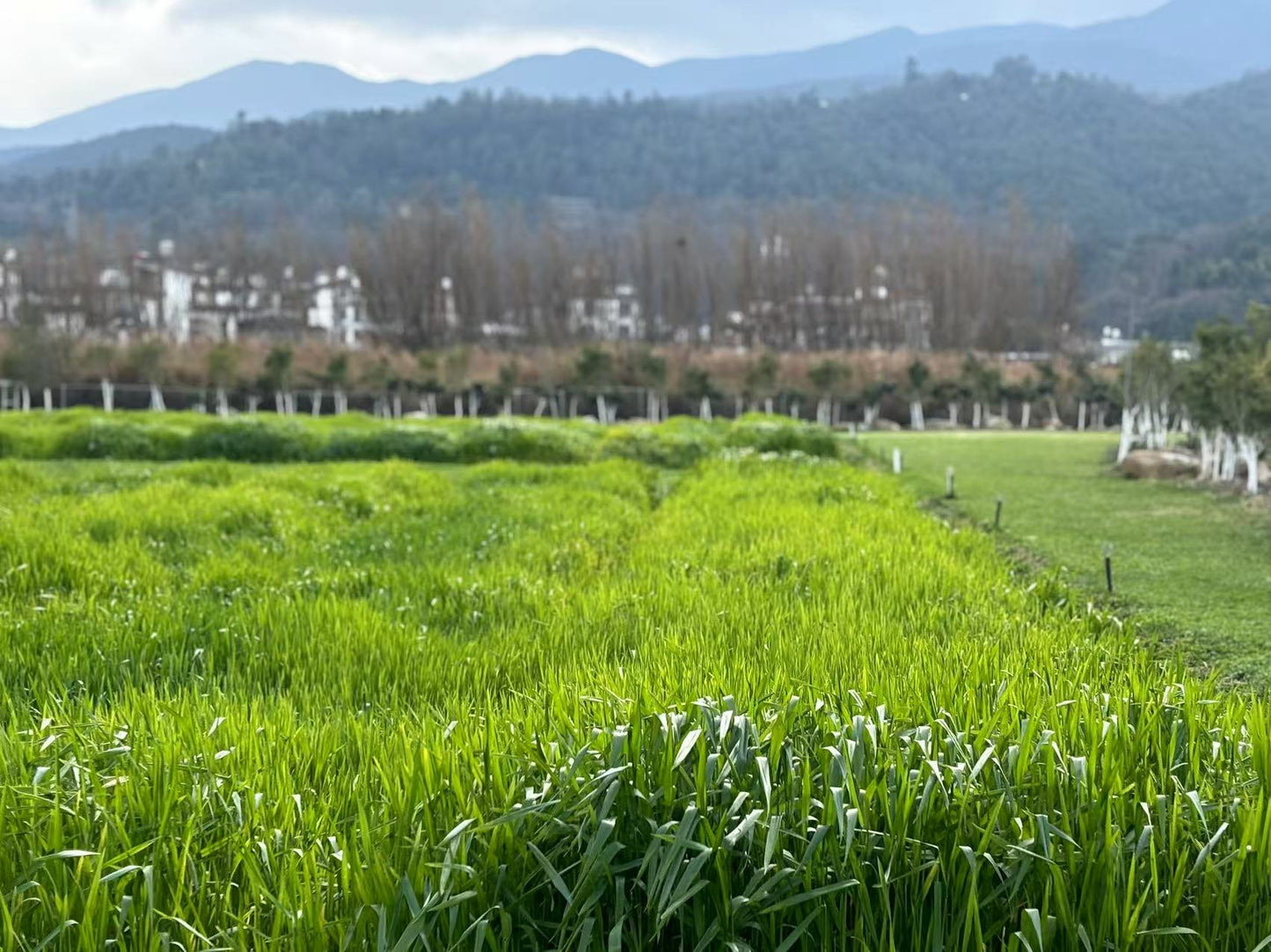 Visita la granja orgánica para recoger frutas | Cocina en casa con Honghong