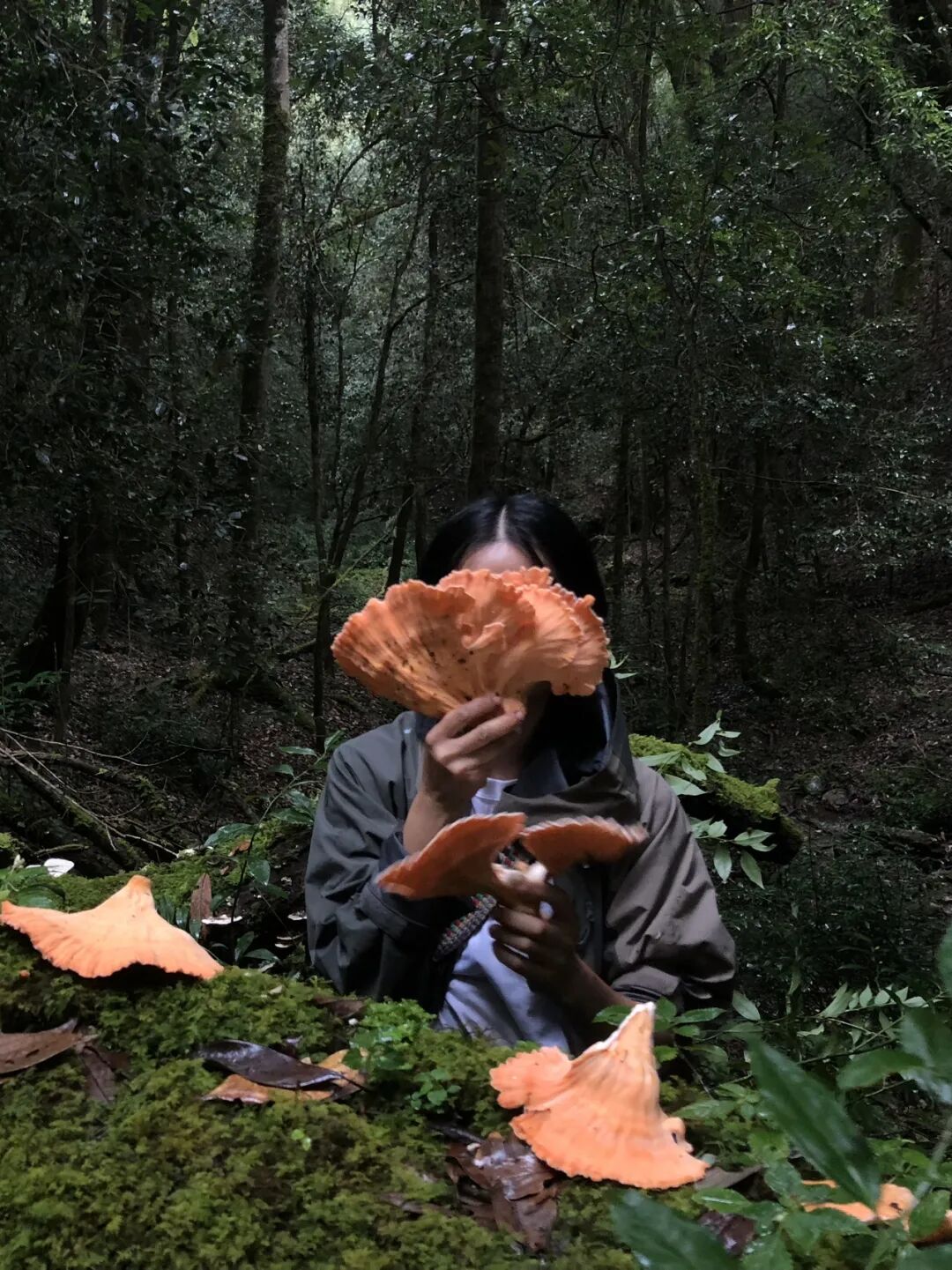 燕子的木莲花之旅