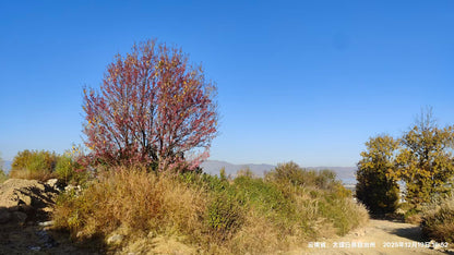 傍晚清碧溪茶园徒步 ｜下山向导红红家吃饭