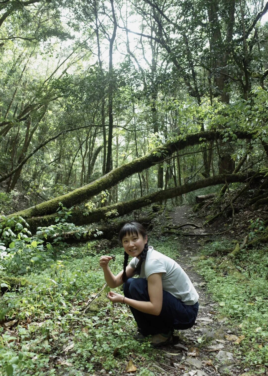 燕子的木莲花之旅