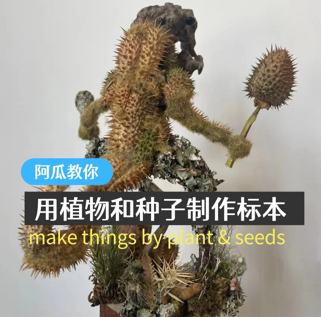 Agua | Making plant and insect specimens