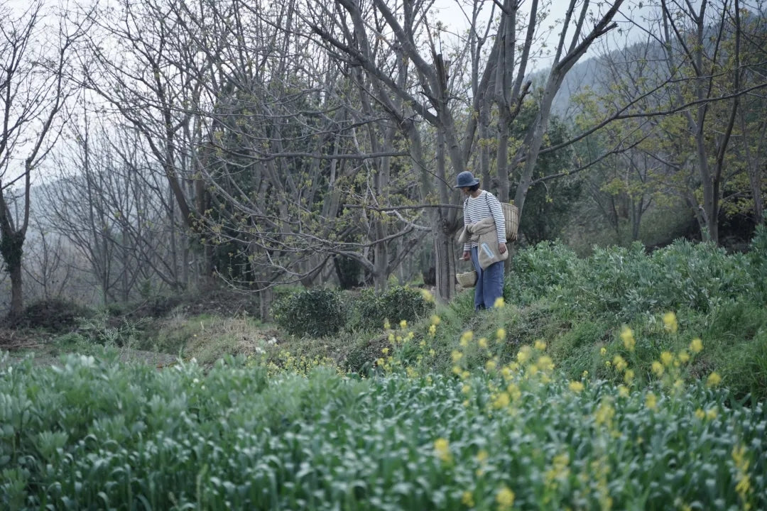 山脚散步采野菜，做天妇罗