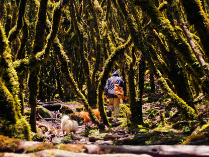 Hanhan's Ailao Mountain Forest Hike (2-day trip)