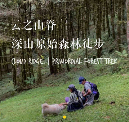 云之山脊 ｜ 徒步在大理的原始森林
