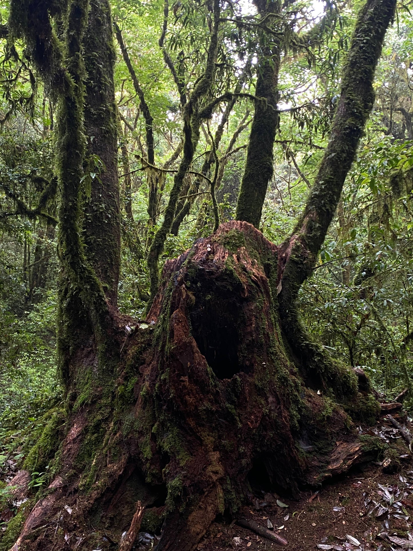 Hanhan's Ailao Mountain Forest Hike (2-day trip)