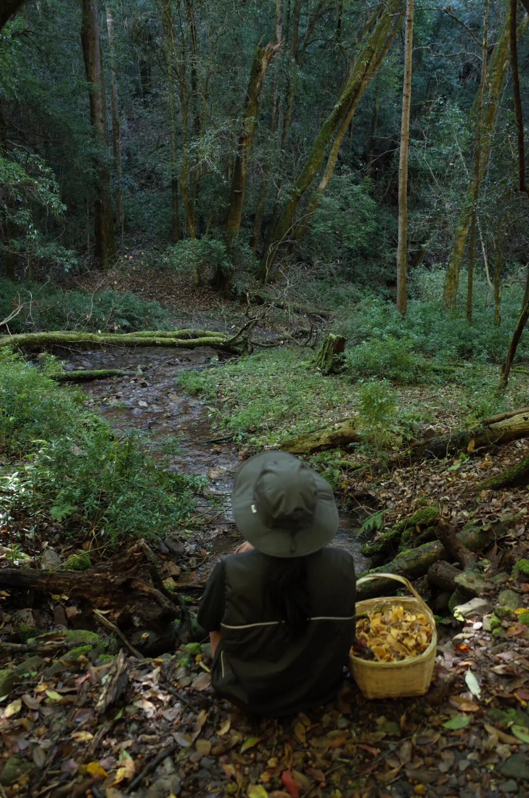 燕子的木莲花之旅