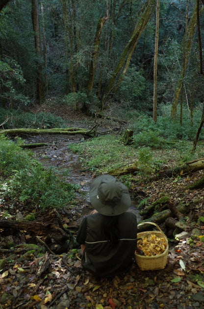 燕子的木莲花之旅
