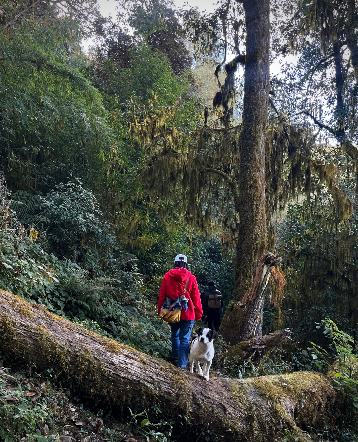云之山脊 ｜ 徒步在大理的原始森林