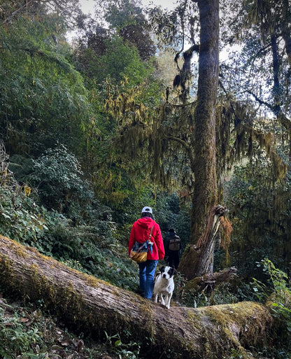 云之山脊 ｜ 徒步在大理的原始森林
