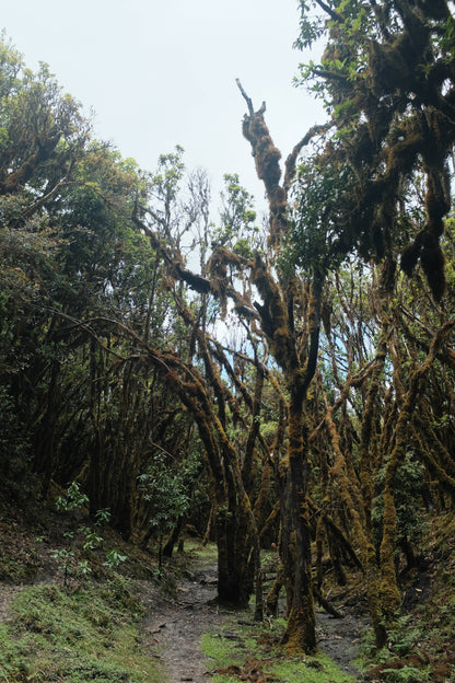 Hanhan's Ailao Mountain Forest Hike (2-day trip)