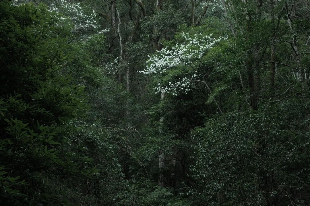 燕子的木莲花之旅