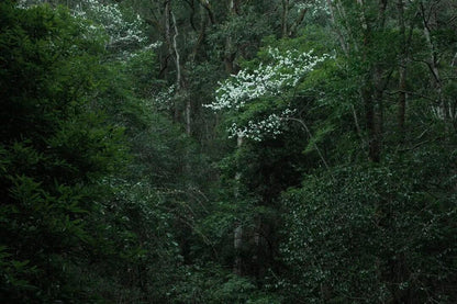 燕子的木莲花之旅