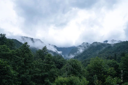 Ve a la casa de té en el bosque para probar té tostado.