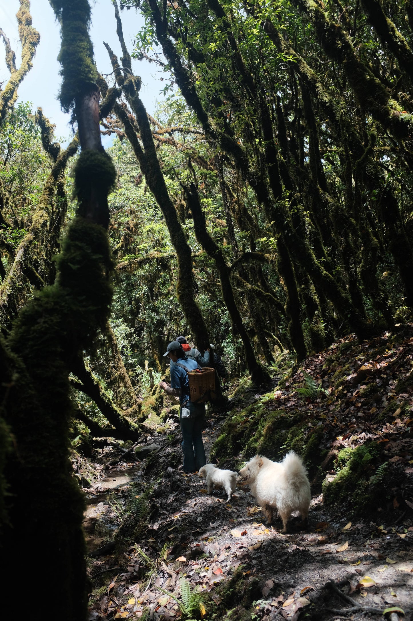 Hanhan's Ailao Mountain Forest Hike (2-day trip)
