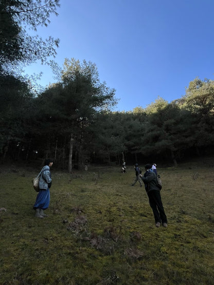 云之山脊 ｜ 徒步在大理的原始森林