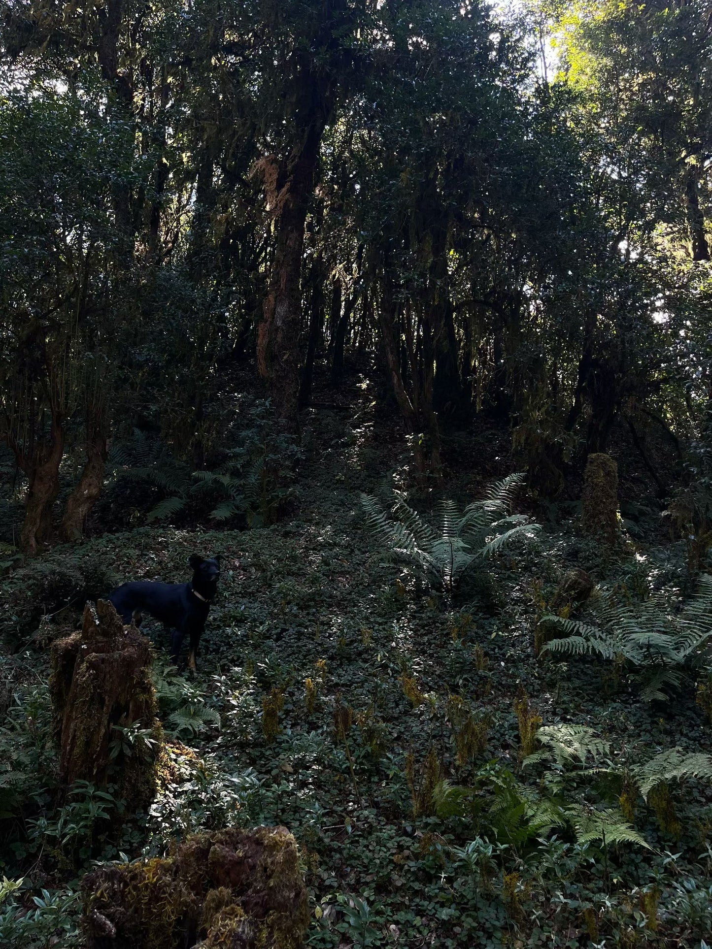 云之山脊 ｜ 徒步在大理的原始森林