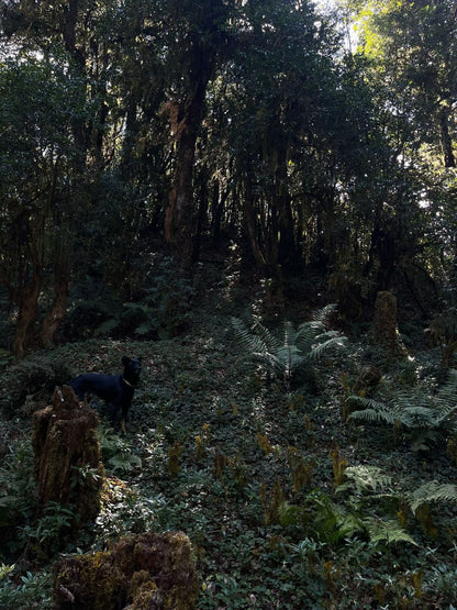 云之山脊 ｜ 徒步在大理的原始森林