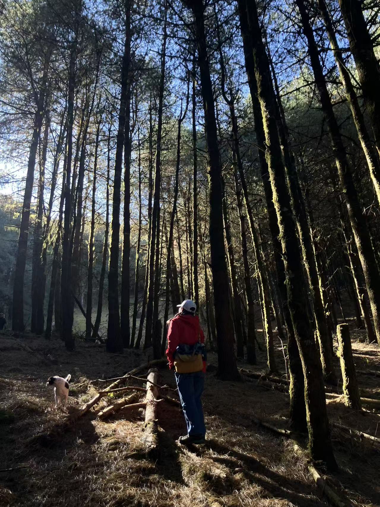 云之山脊 ｜ 徒步在大理的原始森林