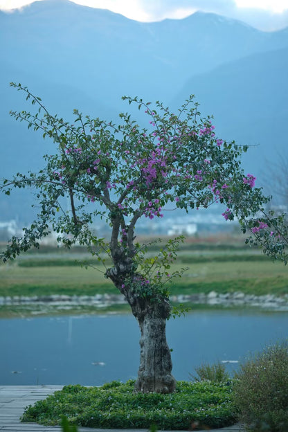 &quot;Nhà hàng Da Ji Xi Tang&quot; ẩm thực Trung Hoa tinh tế