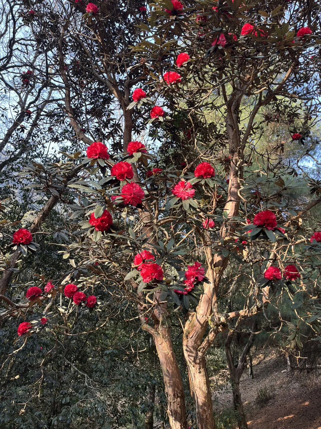 燕子的木莲花之旅