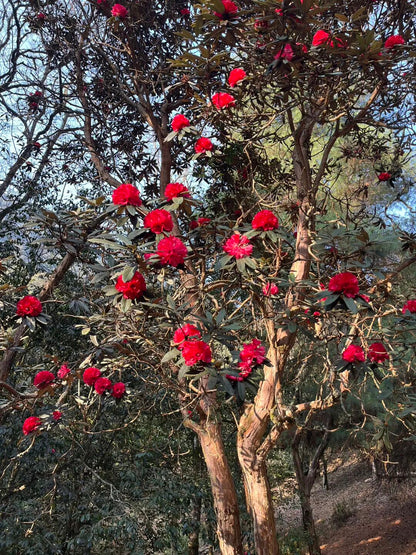 燕子的木莲花之旅