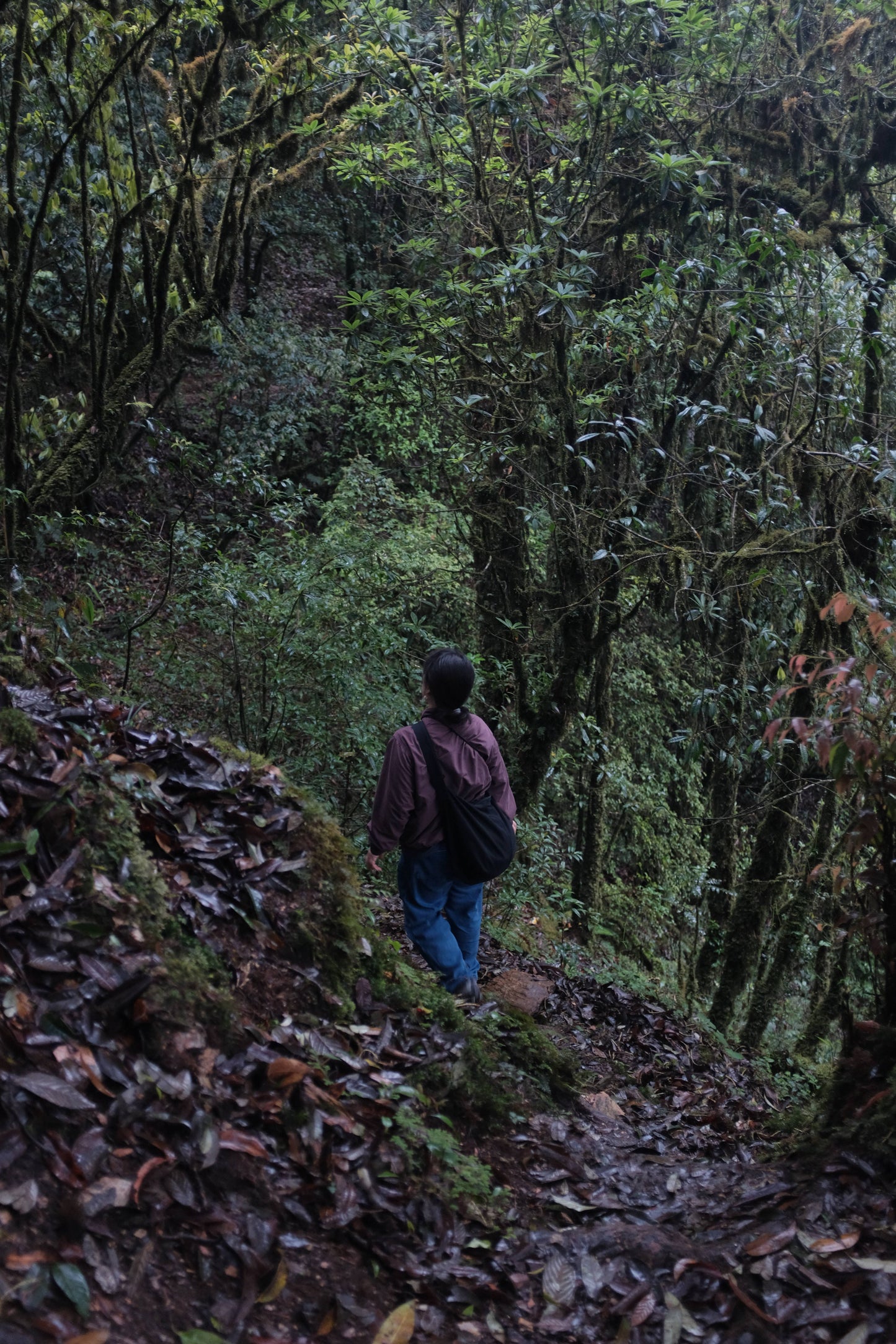 Hanhan's Ailao Mountain Forest Hike (2-day trip)
