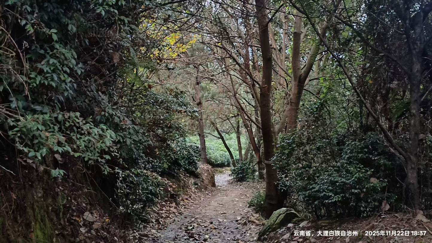 傍晚清碧溪茶园徒步 ｜下山向导红红家吃饭