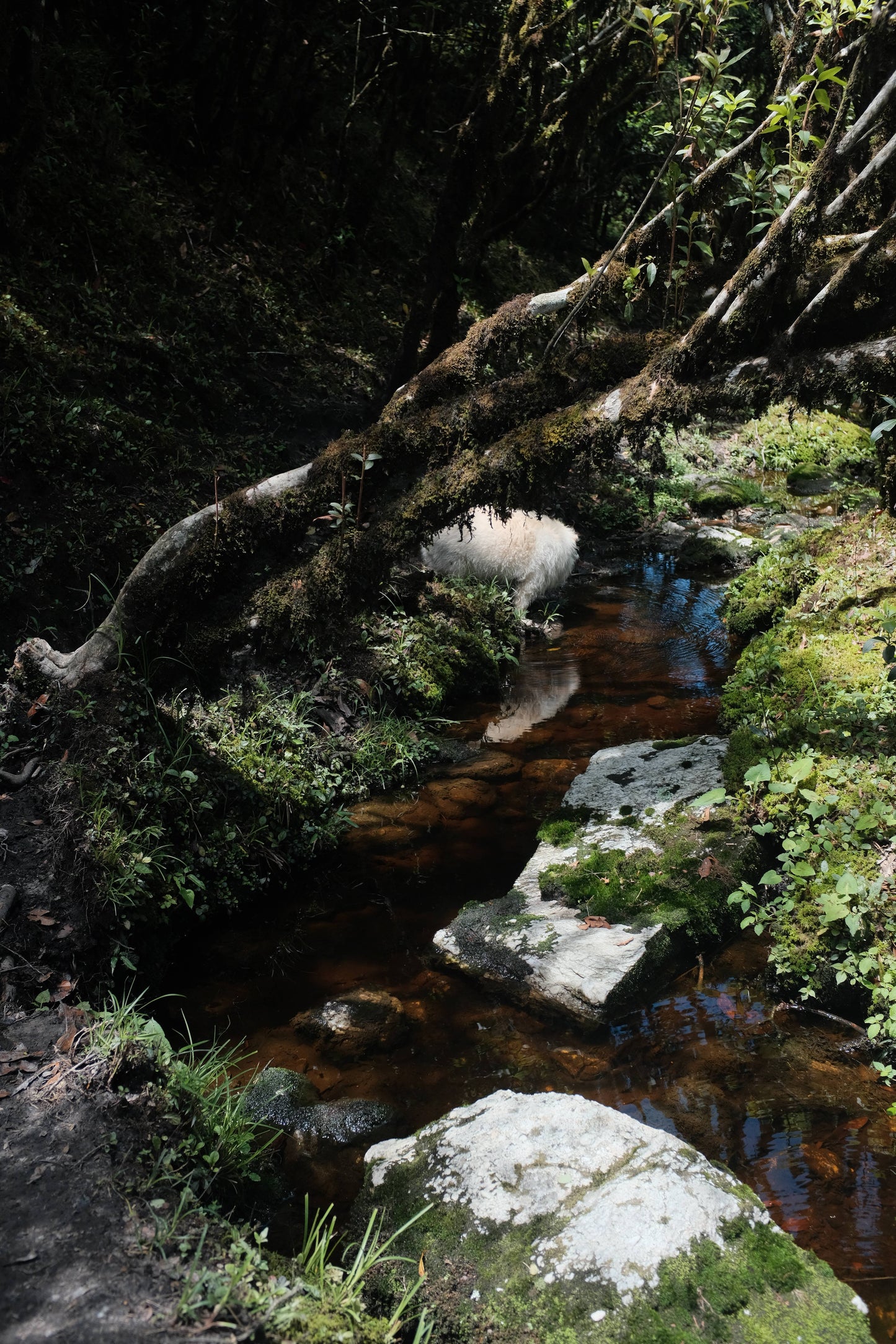 Hanhan's Ailao Mountain Forest Hike (2-day trip)