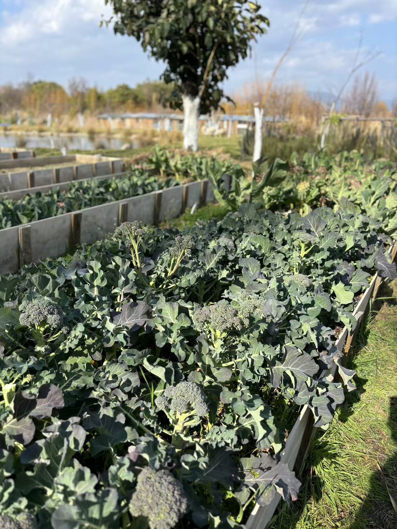 去有機農場採摘| 和紅紅一起在家做飯