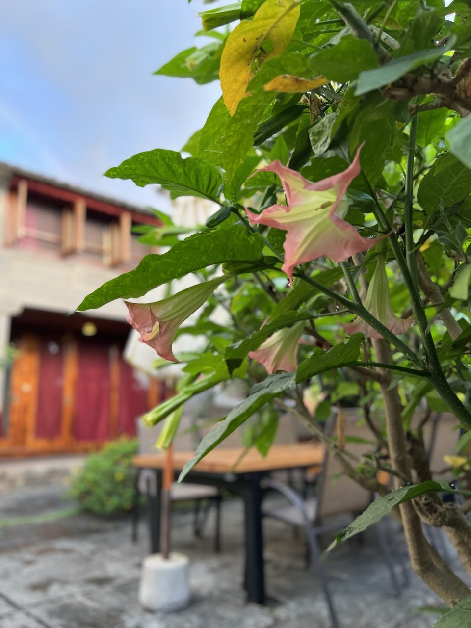 Air Garden | Exquisite and quiet traditional courtyard B&amp;B