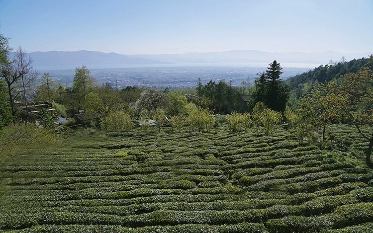 Té verde Mingqian y té Dianhong de Mocui Tea House