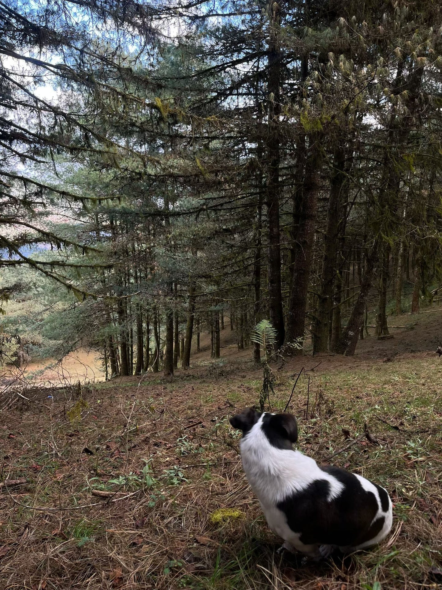 云之山脊 ｜ 徒步在大理的原始森林