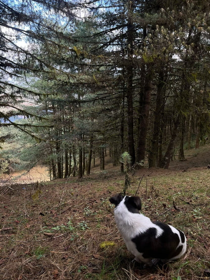 云之山脊 ｜ 徒步在大理的原始森林