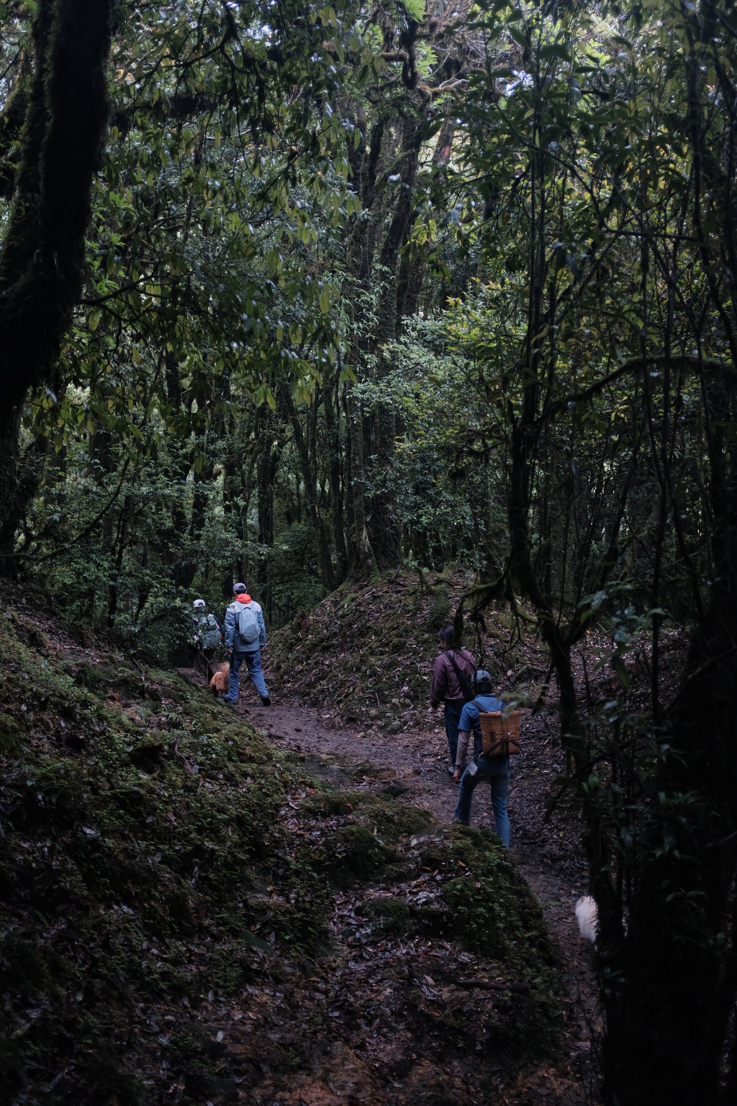 Hanhan's Ailao Mountain Forest Hike (2-day trip)