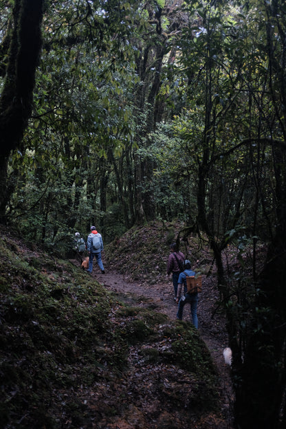 Hanhan's Ailao Mountain Forest Hike (2-day trip)