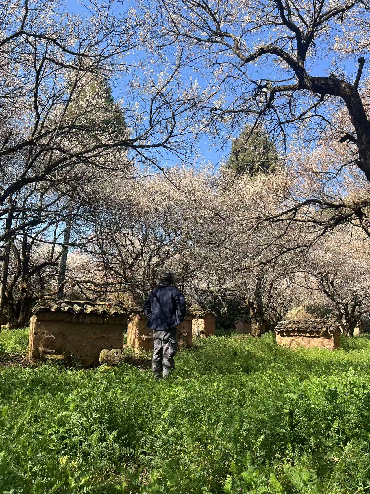 （1 月末-2 月中旬）徒步山裡的梅花林農家採割土蜂蜜